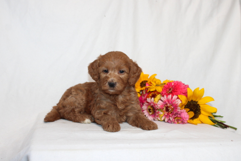 puppy, for, sale, Mini Goldendoodle F1B, Matthew B. Stoltzfus, dog, breeder, Gap, PA, dog-breeder, puppy-for-sale, forsale, nearby, find, puppyfind, locator, puppylocator, aca